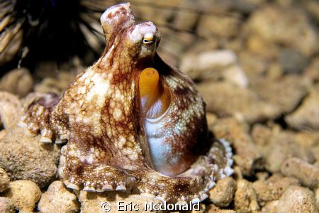 Off the Island of Samal philippines, by Eric Mcdonald 