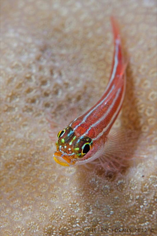 star and stripes by Pietro Formis 