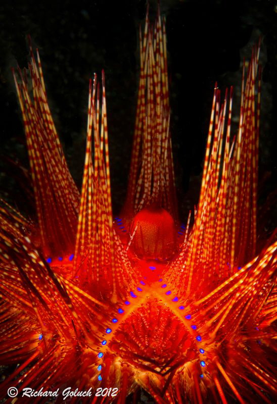 Fire Urchin -Lembeh by Richard Goluch 