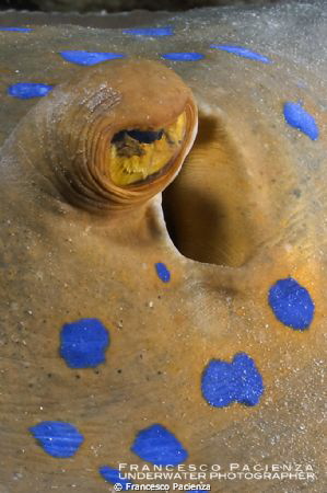 Blue spotted ray by Francesco Pacienza 