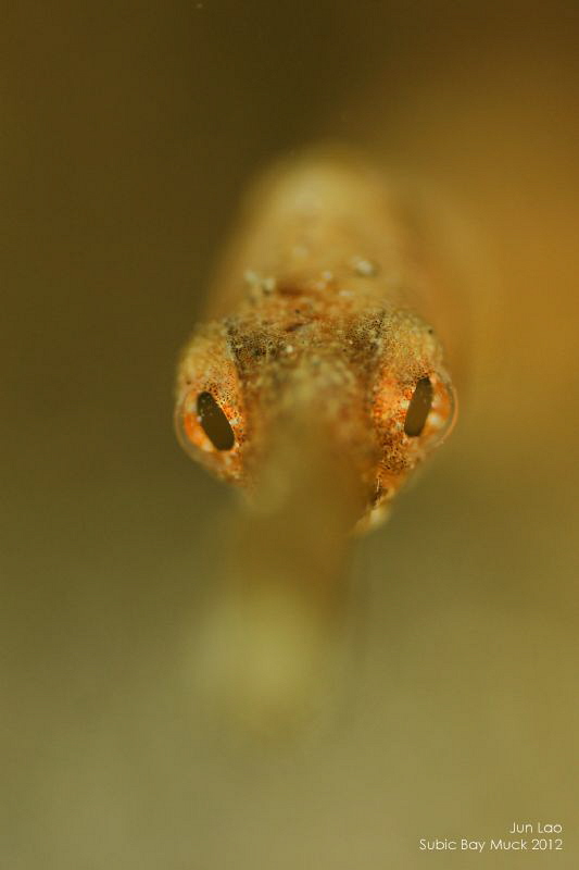 for your eyes only by Yagit Diver 
