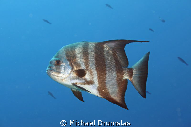 spade fish by Michael Drumstas 