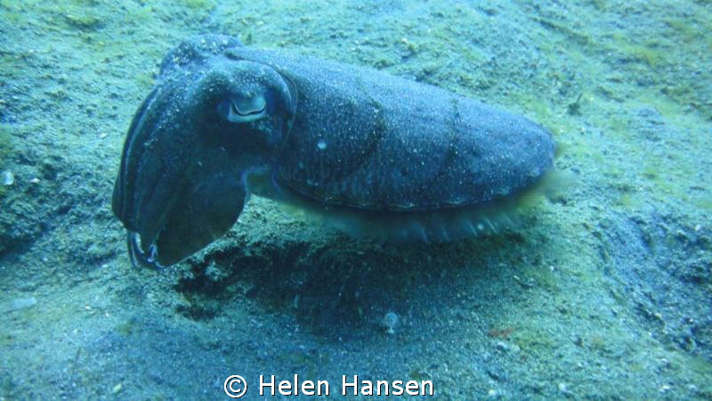 this picture was taken in lembeh muck diving 
fantasic d... by Helen Hansen 