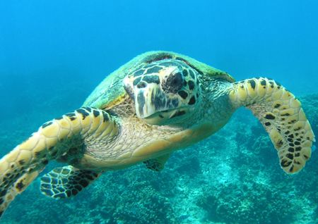 Shot this year in Salang Bay, Tioman Island, Malaysia, we... by Grahame Massicks 