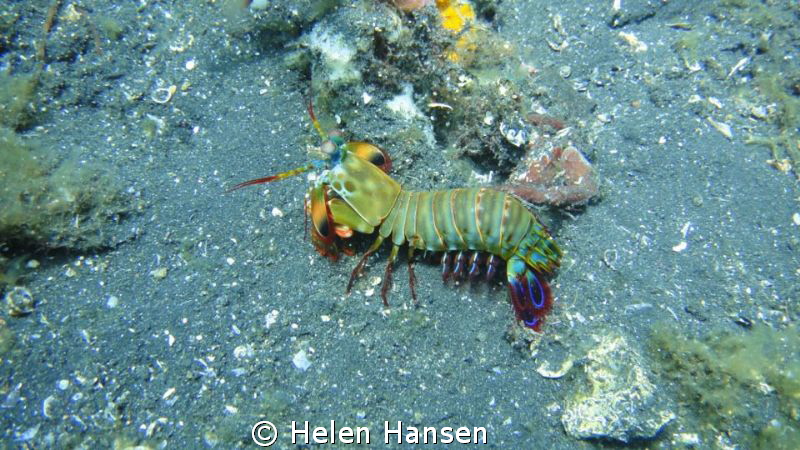 muck diving in Indonesia , take with Sony 
 by Helen Hansen 