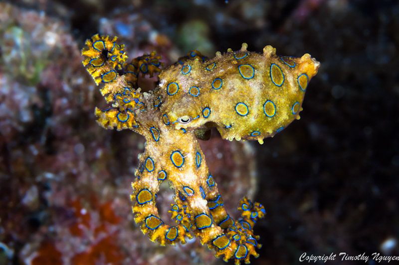Blue Ring Octopus by Timothy Nguyen 