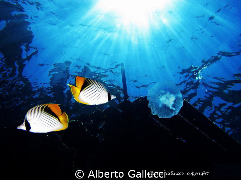 Under the jetty of Ras Umm Sid by Alberto Gallucci 