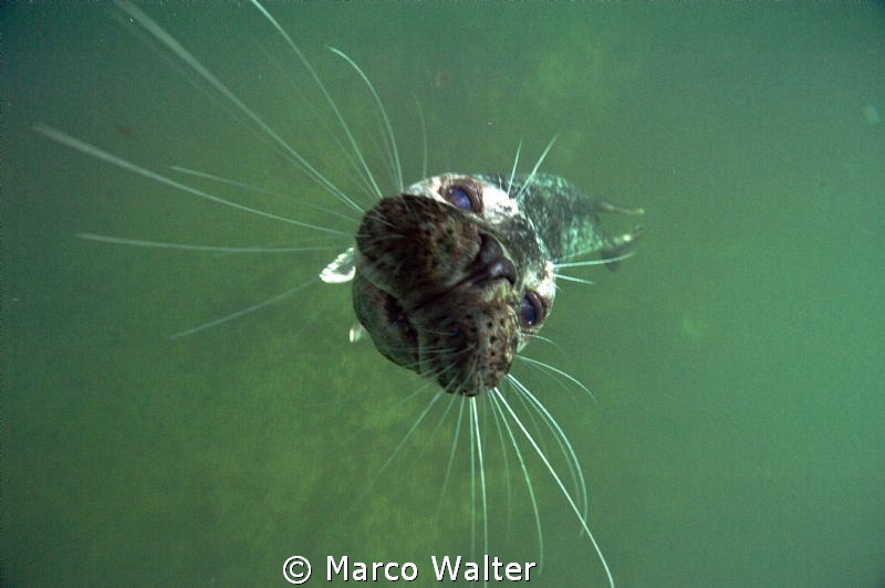 Harbour Seal (Phoca vitulina) by Marco Walter 