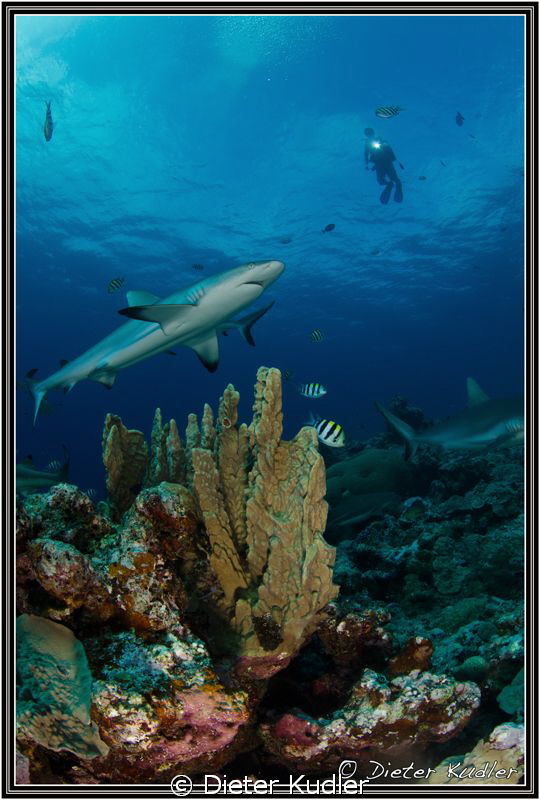 Vertigo, Yap Island; Nikon D7000, ISO400, 10mm, 1/160, f13 by Dieter Kudler 
