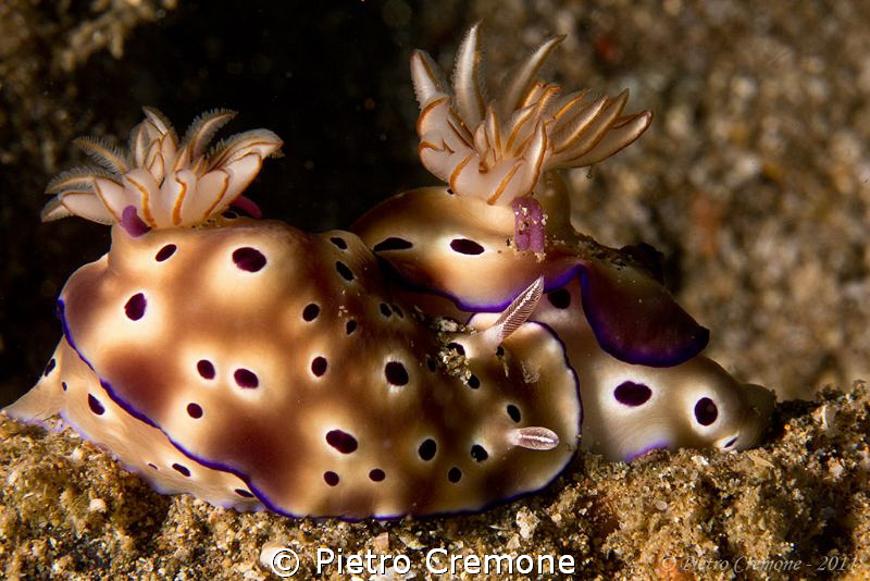 Mating nudis by Pietro Cremone 
