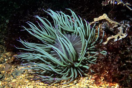 Snakelocks anemone, Mewstone, Plymouth.
F90X,60mm. by Mark Thomas 