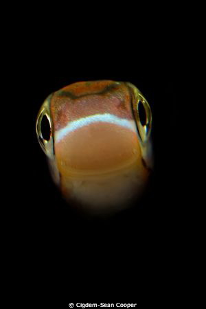 Fangblenny by Cigdem-Sean Cooper 
