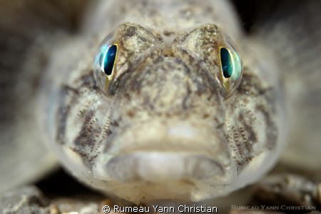 ghiozzo variegato by Rumeau Yann Christian 