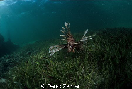 Curious lionfish. Nikonos V with Sea and Sea 12mm by Derek Zelmer 