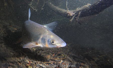 Chondrostoma nasus - fish with the big nose... by Rostislav Štefánek 