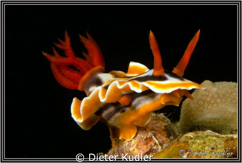 Nudi at One to Two, Yap Island, Micronesia by Dieter Kudler 