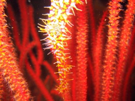 Ghostpipefish
Richelieu Rock - Thailand by Wijnand Plekker 
