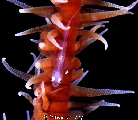 Goby on whip coral by Vincent Hong 