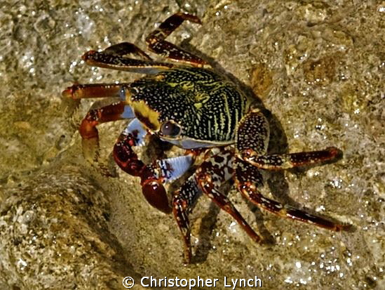 surf crab on concrete sea wall by Christopher Lynch 