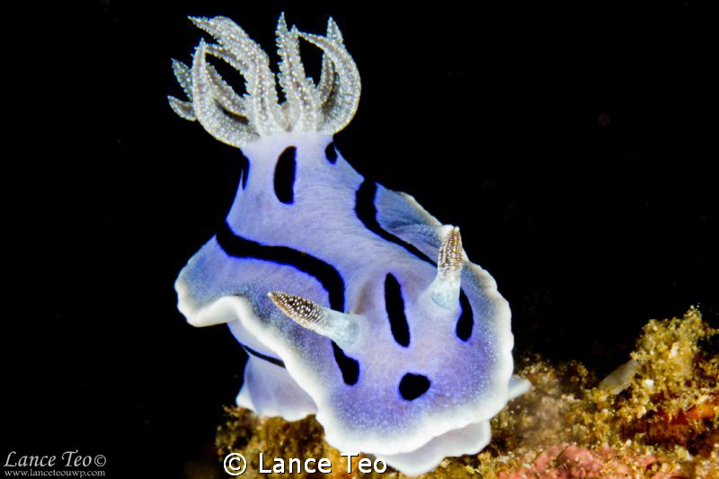 NudiCruising

F22 ISO100
1/250 by Lance Teo 