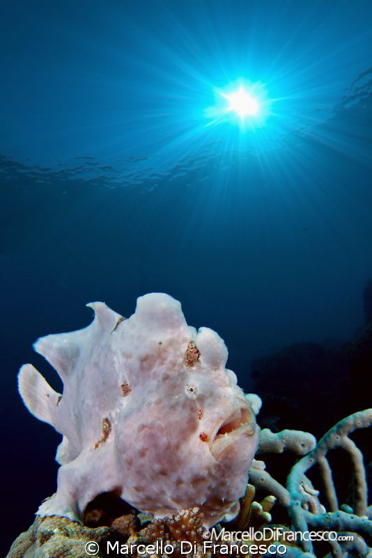 Under the sun  !! by Marcello Di Francesco 