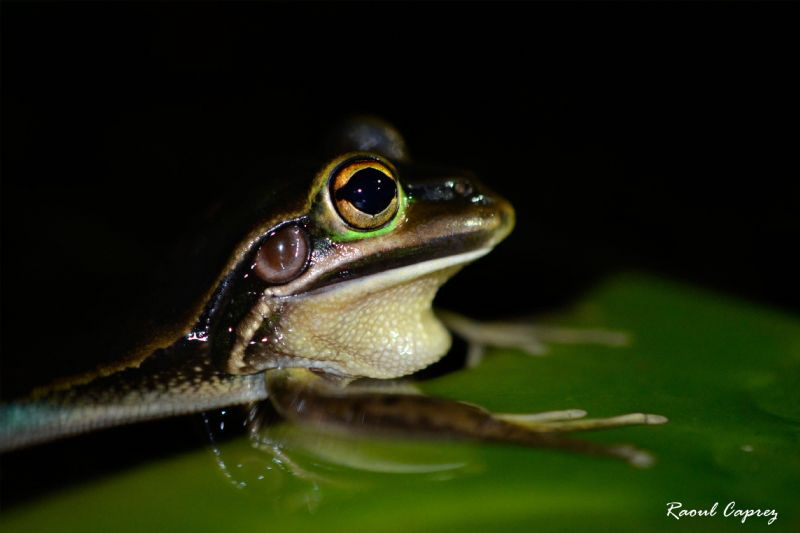 Frog bar by Raoul Caprez 