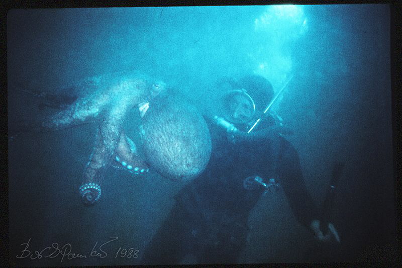 Octopus Hunter
/ Giant octopus Dofleini by Boris Pamikov 