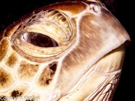 Green turtle (Chelonia mydas) one of species turtles arou... by Bill Van Eyk 