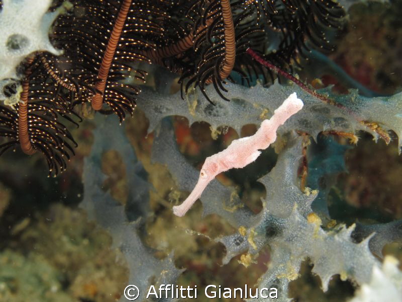 robustus white by Afflitti Gianluca 