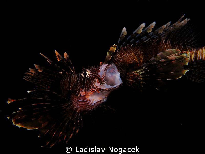 night dive at LH by Ladislav Nogacek 