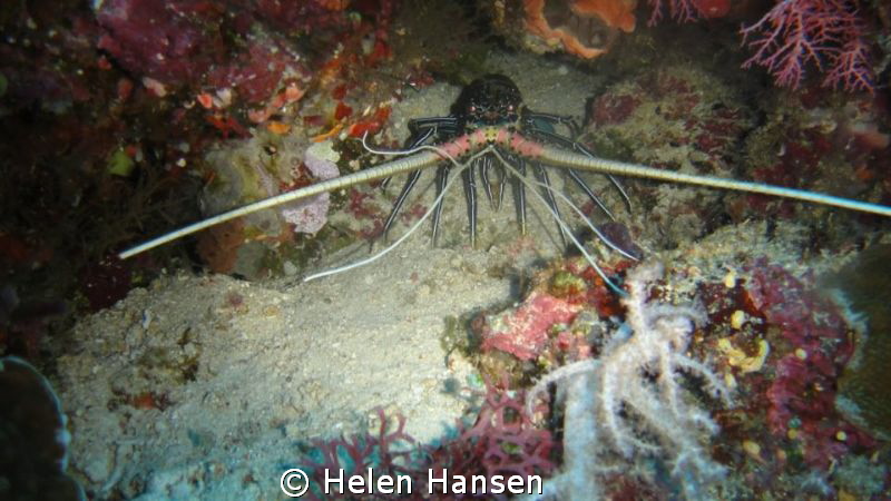 smiling Lobster by Helen Hansen 