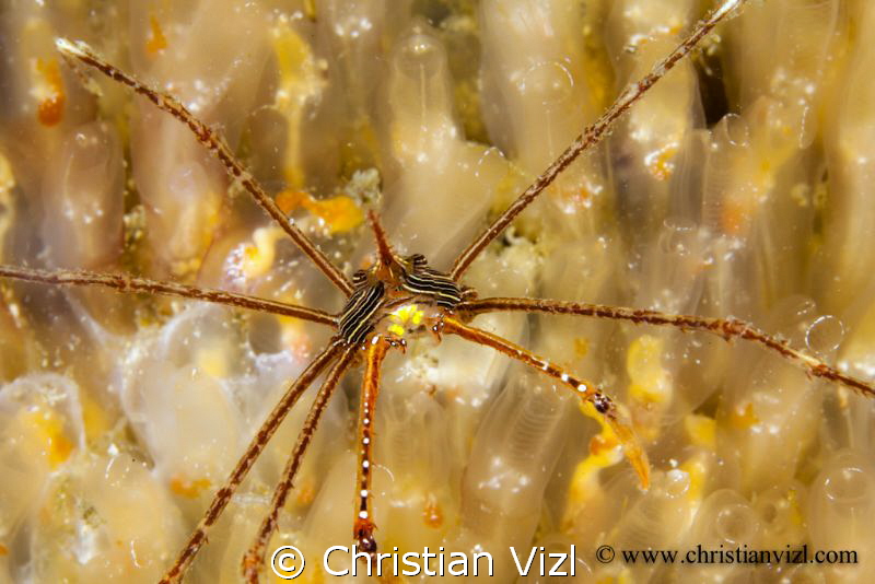 Arrowhead crab on top of anemone, found in Zihuatanejo Ba... by Christian Vizl 
