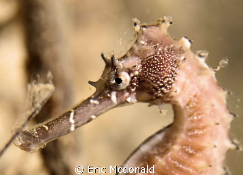 close  canon 7D/ 60mm macro/ F-4/ iso400 by Eric Mcdonald 