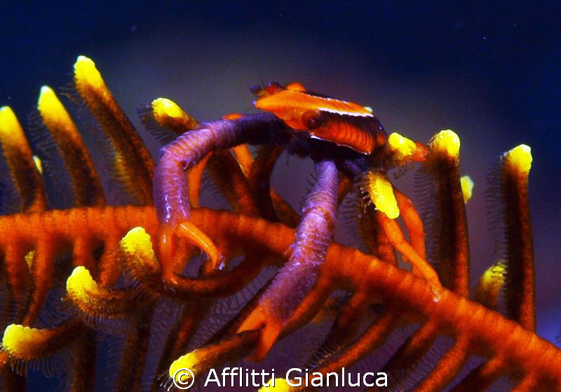 crinoid crab by Afflitti Gianluca 
