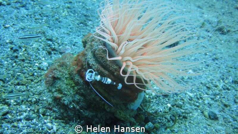 shrimp by Helen Hansen 