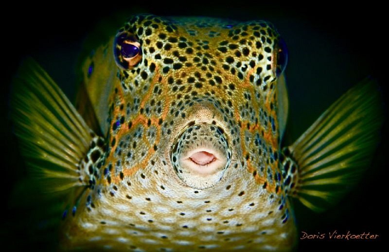 Little Tongue by Doris Vierkoetter 