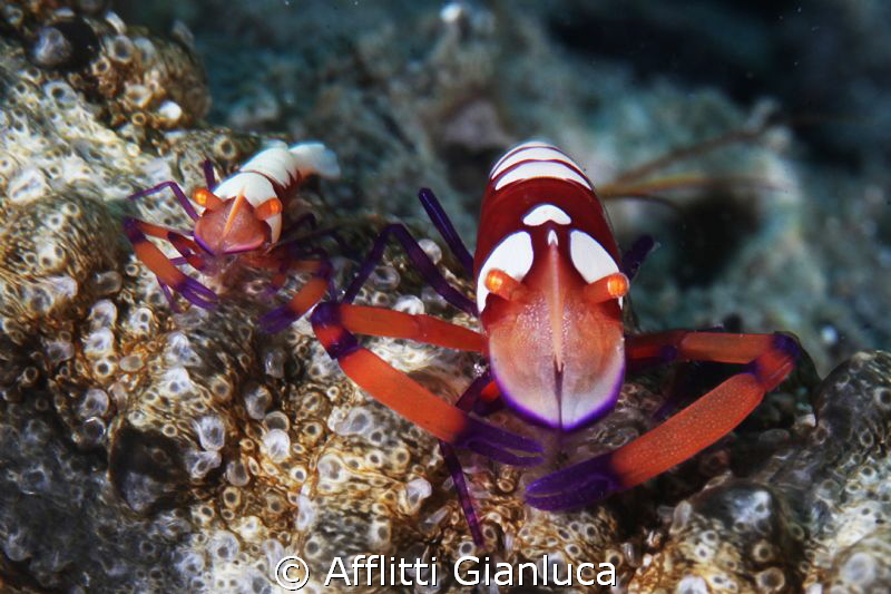 micro e macro by Afflitti Gianluca 