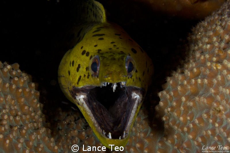 Say ahhhhhhh.... by Lance Teo 