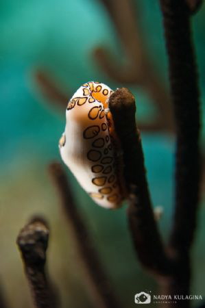 Up Close and Personal by Nadya Kulagina 
