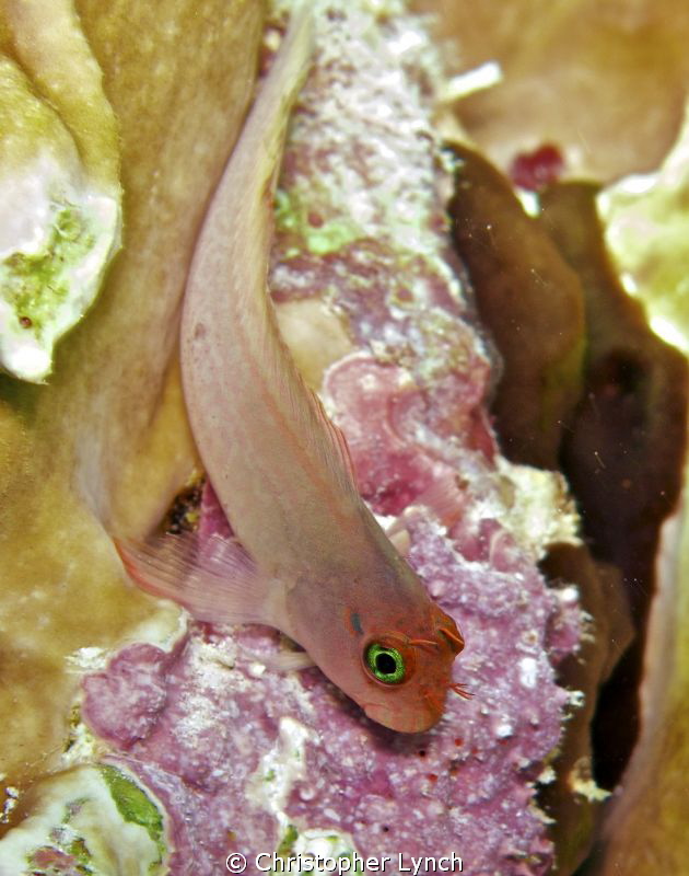 Bonaire Blenny, between LaDonia's and Karparta by Christopher Lynch 