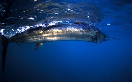 Sailfish South Africa by Marc Montocchio 