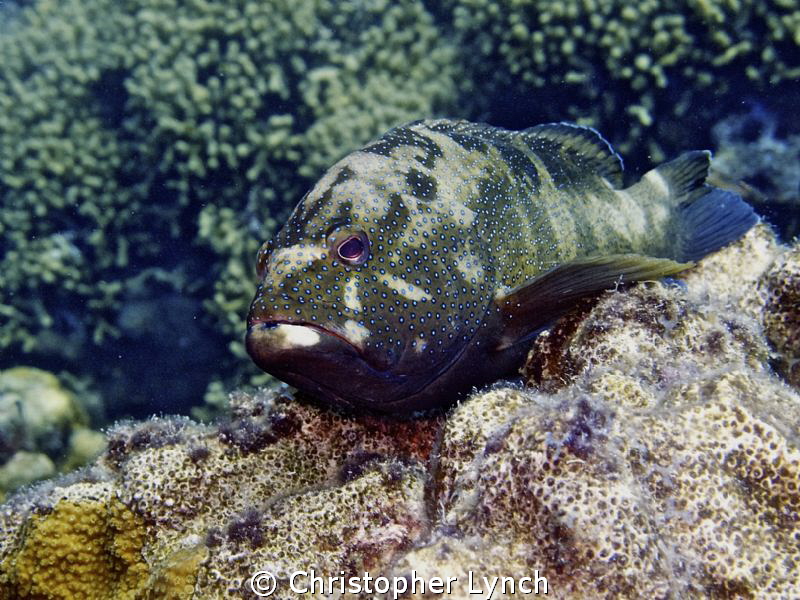 Camo Cooney, Klien Bonaire, Capt' Don's Reef by Christopher Lynch 