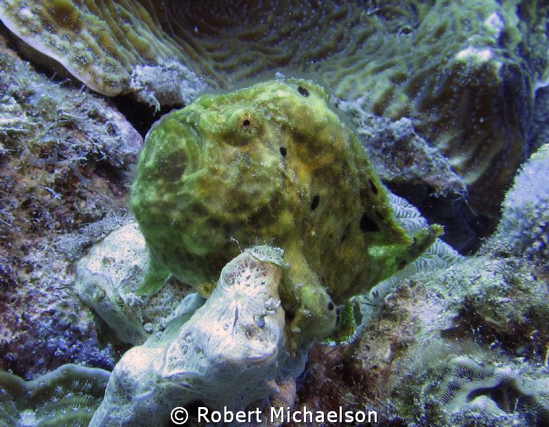 Frogfish at Capt Don's, Bonaire by Robert Michaelson 