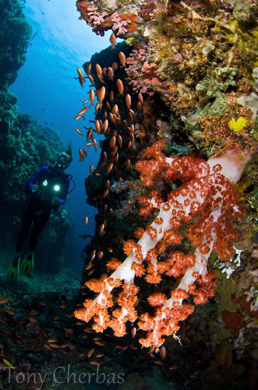 Beatrice, Anilao by Tony Cherbas 