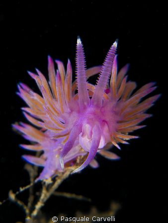 Flabellina Mediterranean Sea by Pasquale Carvelli 