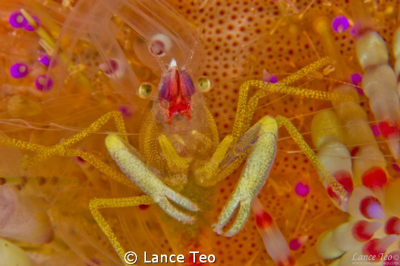 tiny fella on a fire urchin
60mm + wet lens by Lance Teo 