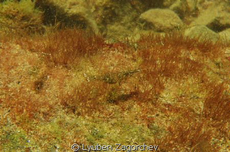 Shrimp infested waters. by Lyuben Zagorchev 