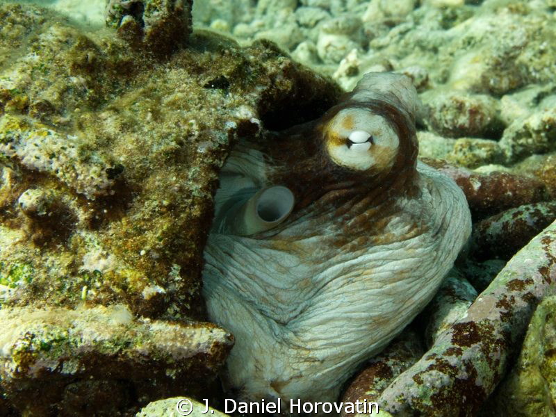 Octopus ducking into its pipe-den after traversing the reef. by J. Daniel Horovatin 