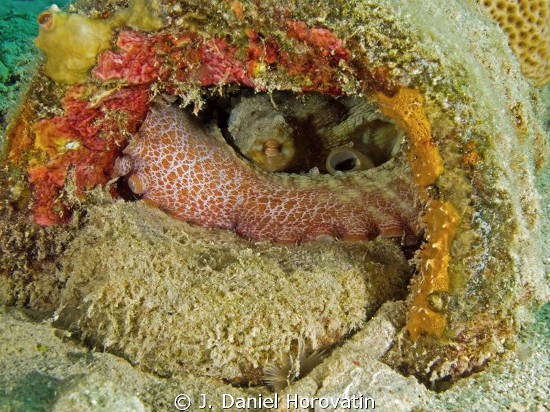 octopus at rest by J. Daniel Horovatin 