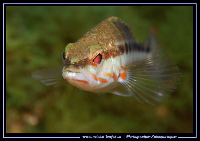Face to face not very happy Comber. by Michel Lonfat 